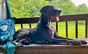 Great Danes Of The Ozarks On What Makes