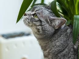 Are Your Houseplants Toxic For Your Pet