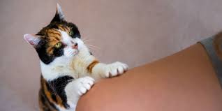 8 reasons your cat is pawing and how to