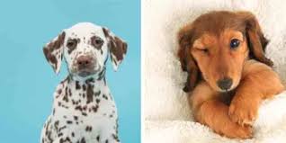 Having those two dogs as the parents can produce the very sweet and even tempered dog. Dalmatian Dachshund Mix Temper Health Issues Training