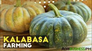 squash planting tips how to plant