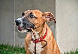 American staffordshire terrier amstaff staffy. German Shepherd Pit Bull Mixed Dog Breed Pictures Characteristics Facts