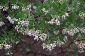 arctostaphylos species