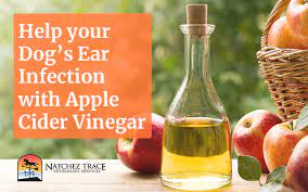 dog ear infection apple cider vinegar