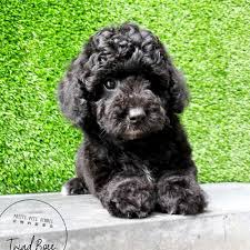 miniature poodle dogs s in