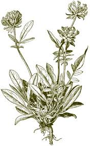 Anthyllis vulneraria ssp. alpestris