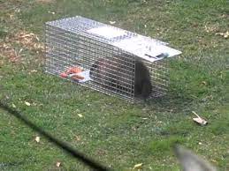 How to trap a groundhog. Margaret Has Varmints Hmmmmm Is It A Ground Hog Or A Gopher How To Catch A Groundhog Groundhog Creatures Hog