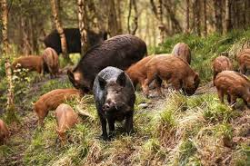 Gli animali del Parco Nazionale dell’Alta Murgia, centinaia di specie per un tesoro unico in Puglia.