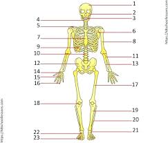 A typical long bone shows the gross anatomical characteristics of bone. Crossword Skeletal System Diagram Free Worksheets Grade Label Worksheet Bones 6 Learning Math Facts Solve Graphically Calculator Algebra Equations Problems Graphing Inequalities Snowtanye Com