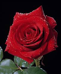 7700 rose pictures hd photos for free