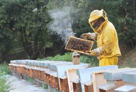 Αποτέλεσμα εικόνας για beekeeper