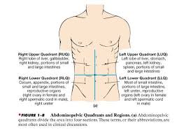 The abdomen is one the most complex area of the body and as a basic human nature its complexity most brought into a normal understanding and therefore it becomes an official norm to divide the abdomen. Organs Located In Each Abdominal Quadrant Great Info For Nursing Assessment Locations Nursing School Essential Medical Math Human Anatomy And Physiology