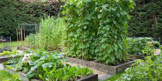 Beat Inflation By Growing Your Own Food