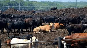 benefits of cow manure fertilizer and