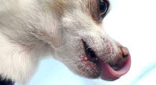 can dogs get pimples what you should
