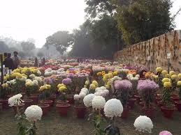 At inauguration of 31st chrysanthemum show at terrace garden, chandigarh. The Flower Shikara At Terrace Garden Picture Of Terraced Garden Chandigarh Tripadvisor