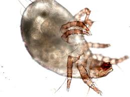 dust mites bay area pest control