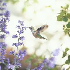 20 best hummingbird flowers flowers
