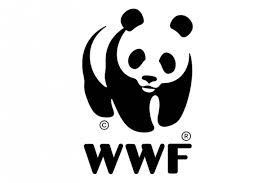 История логотипа WWF — панда как всемирно известный символ -W -Энциклопедия  дизайна