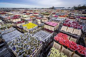 Maybe you would like to learn more about one of these? Coronavirus Is Crushing The Global Flower Market Architectural Digest