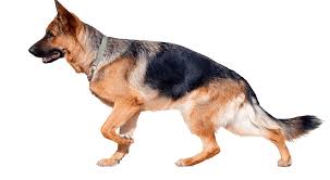Most Important Introductory Guide On The Czech German Shepherd