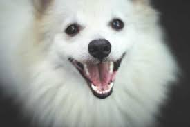 indian spitz complete dog breed