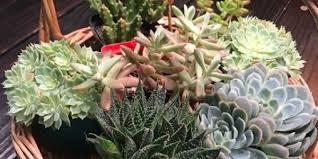 How To Grow Healthy Succulents And