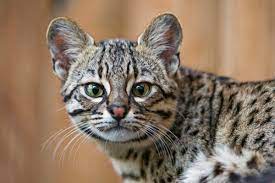 10 small exotic cats that are legal to