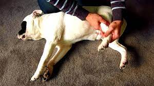 dog limping causes veterinary and at