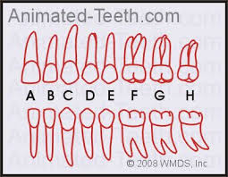 Quizzes Universal Teeth Numbering System Tooth Identification