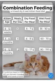How Many Meals To Feed Cat gambar png