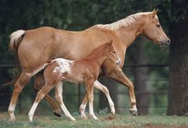 Breeding Horses For Color Expert Advice On Horse Care And