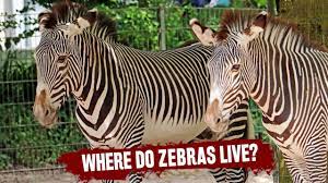 These zebras deal with predators, such as lions and cheetahs. Where Do Zebras Live Quick Zoology Facts And Information For Education Youtube