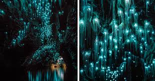 glow worms turn new zealand cave into