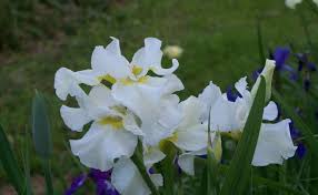 Image result for Iris
  ( Anniversary Siberian Iris )