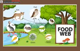 food web diagram exles food chain