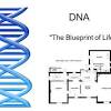 The dna coloring worksheet key is a plastic device that is inserted into the cell of a person's dna. 1