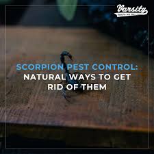 scorpion pest control natural ways to