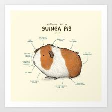 Anatomy Of A Guinea Pig Art Print By Sophiecorrigan