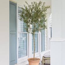 After all, olive trees can live hundreds of. Arbequina Olive Trees For Sale Fastgrowingtrees Com