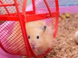 how to make a hamster wheel quiet a