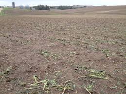 Assessing Hail Damage To Corn And Soybean Cropwatch