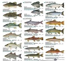 Fish Records Fish Chart Types Of Fish Freshwater