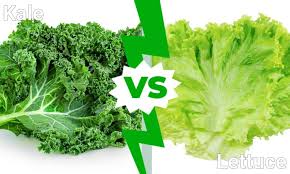 kale vs lettuce what are their