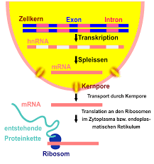Die ribosemoleküle und die phosphatreste bilden das rückgrat der mrna. Proteinbiosynthese In Eukaryoten Abitur Vorbereitung