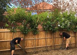 Use Screening Trees To Provide Garden