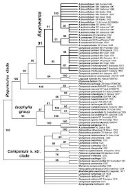 Molecular reappraisal confirms that the Campanula trichocalycina ...
