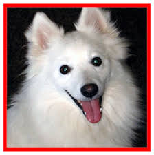 heart bandits american eskimo dog rescue