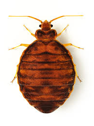 bed bug factyths protect