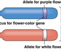 bio chapter 9 flashcards quizlet